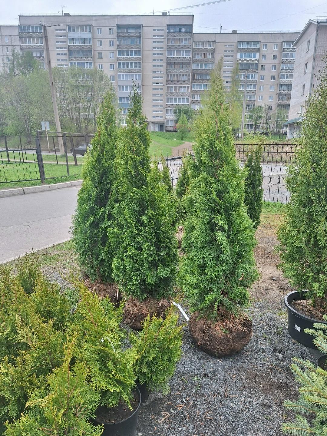 К нам приехали шикарные крупномеры. Туя смарагд 110-130см экстра 3750р — ТЦ «Добрыня», Петрозаводск
